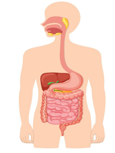أعراض نزيف الجهاز الهضمي 